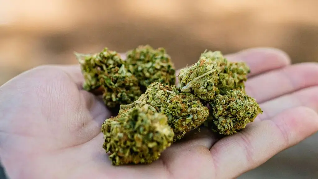 How Long Does Marijuana Stay in Your System What Affects Detection